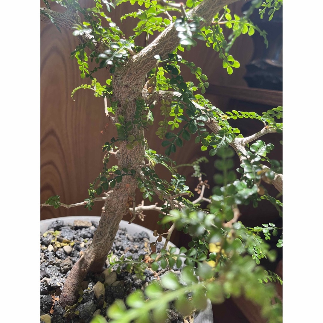オペルクリカリア　パキプス　実生　塊根植物　灌木