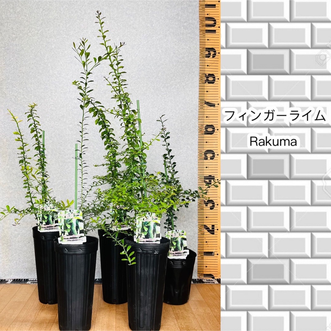 フィンガーライム接木苗／1年生　2鉢セット　植物✴︎柑橘苗