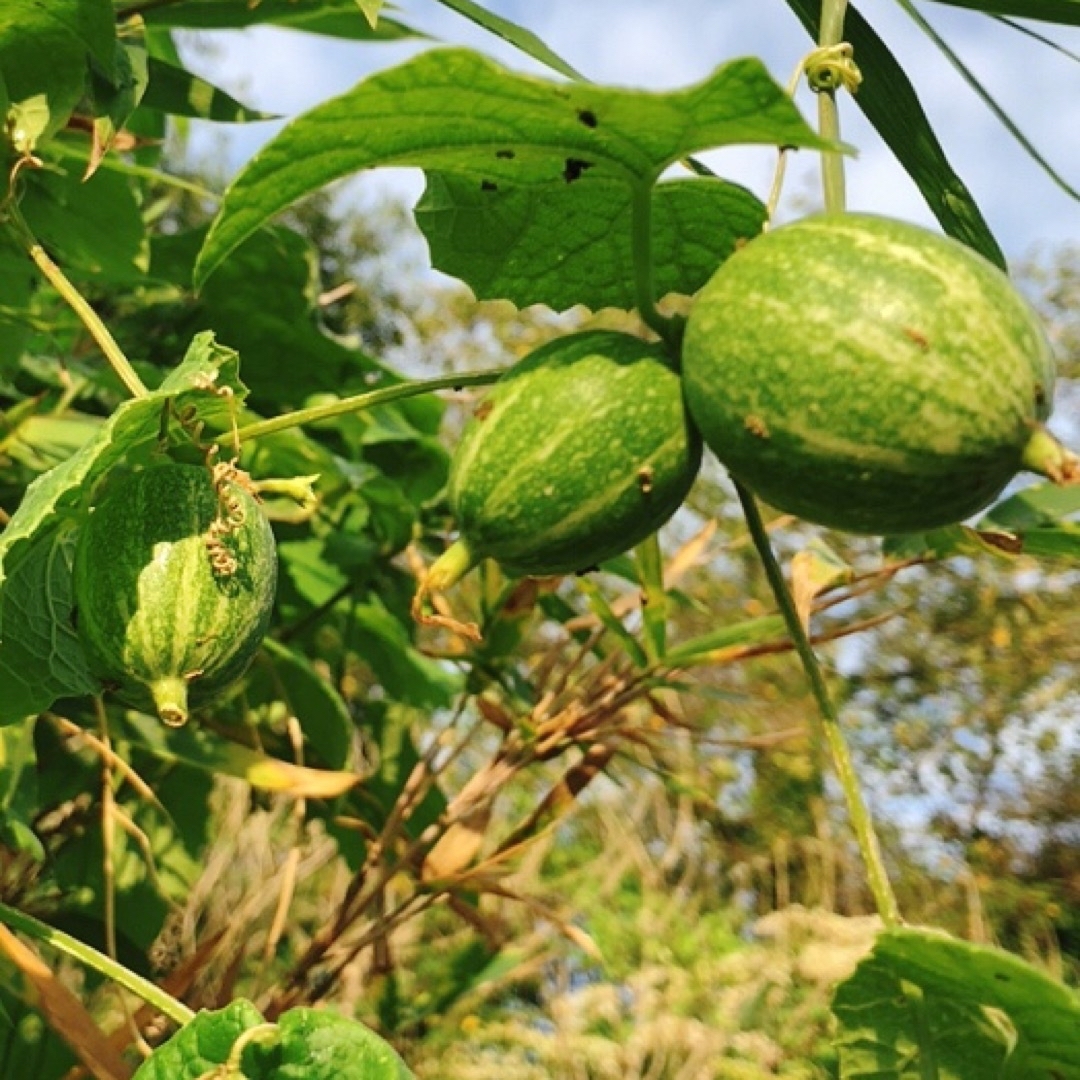 本日ワンコイン価格 カラスウリ芽付球根 烏瓜球根 根塊 植えるだけ 白い花 簡単