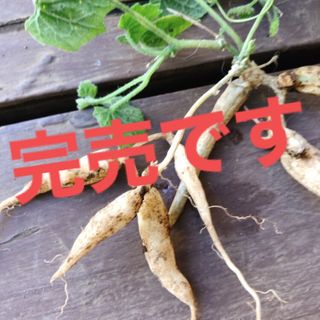 本日ワンコイン価格 カラスウリ芽付球根 烏瓜球根 根塊 植えるだけ 白い花 簡単(プランター)