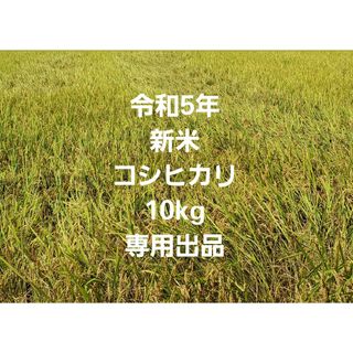 令和5年 新米 コシヒカリ10kg 7分づき(米/穀物)