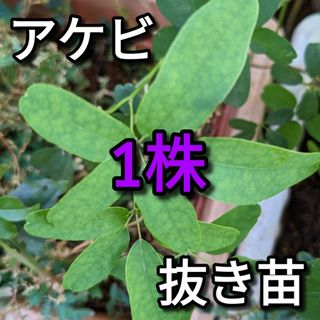 五葉アケビ 発根済み 抜き苗 1株