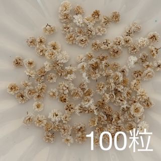 ブラウン系 かすみ草ドライフラワー100粒(ドライフラワー)