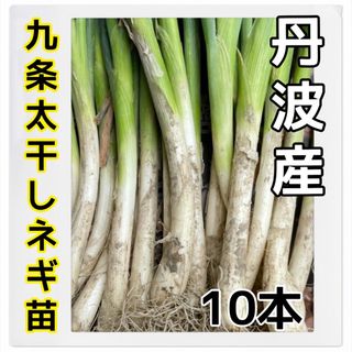 ちょっと植えたい方に‼️九条太干しネギ苗10本入‼️(野菜)