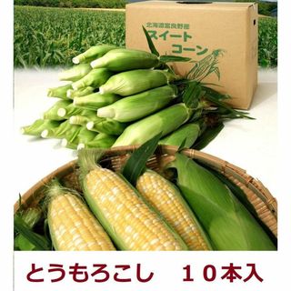 富良野産 とうもろこし 1０本入箱 【北海道 農家直送】　新鮮朝取り　午前発送！(フルーツ)