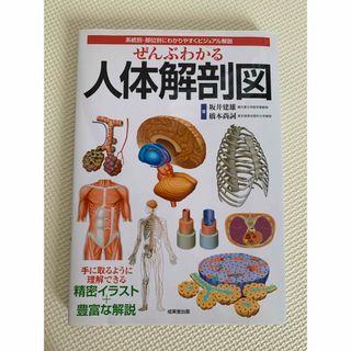 人体解剖図(健康/医学)