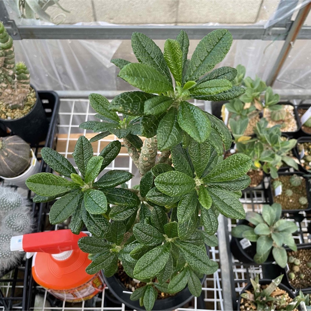 人気塊根植物❗️ドルステニア　ギガス　40cm超えの大株　(検索　多肉植物