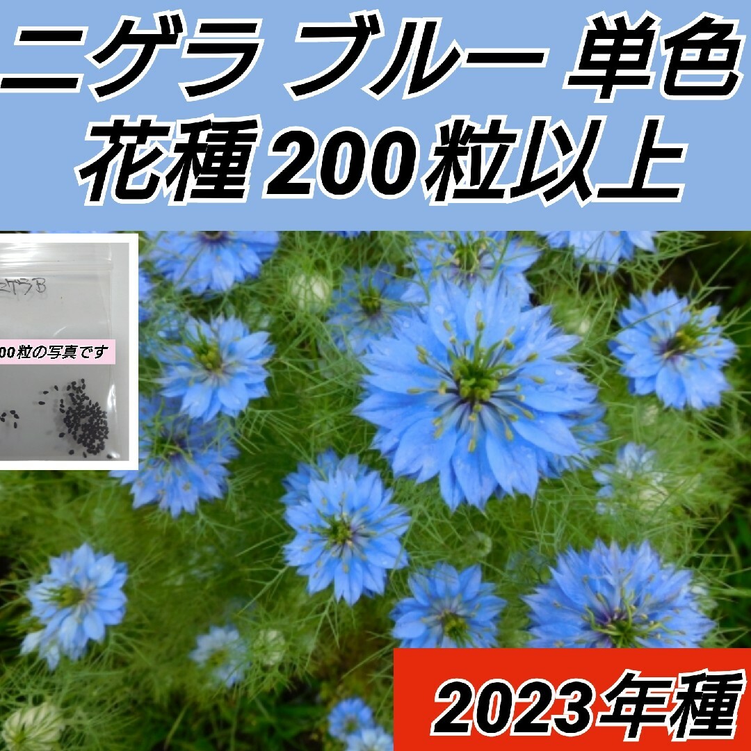 ニゲラ BS B TF ノースポール 種200粒以上 ハンドメイドのフラワー/ガーデン(プランター)の商品写真