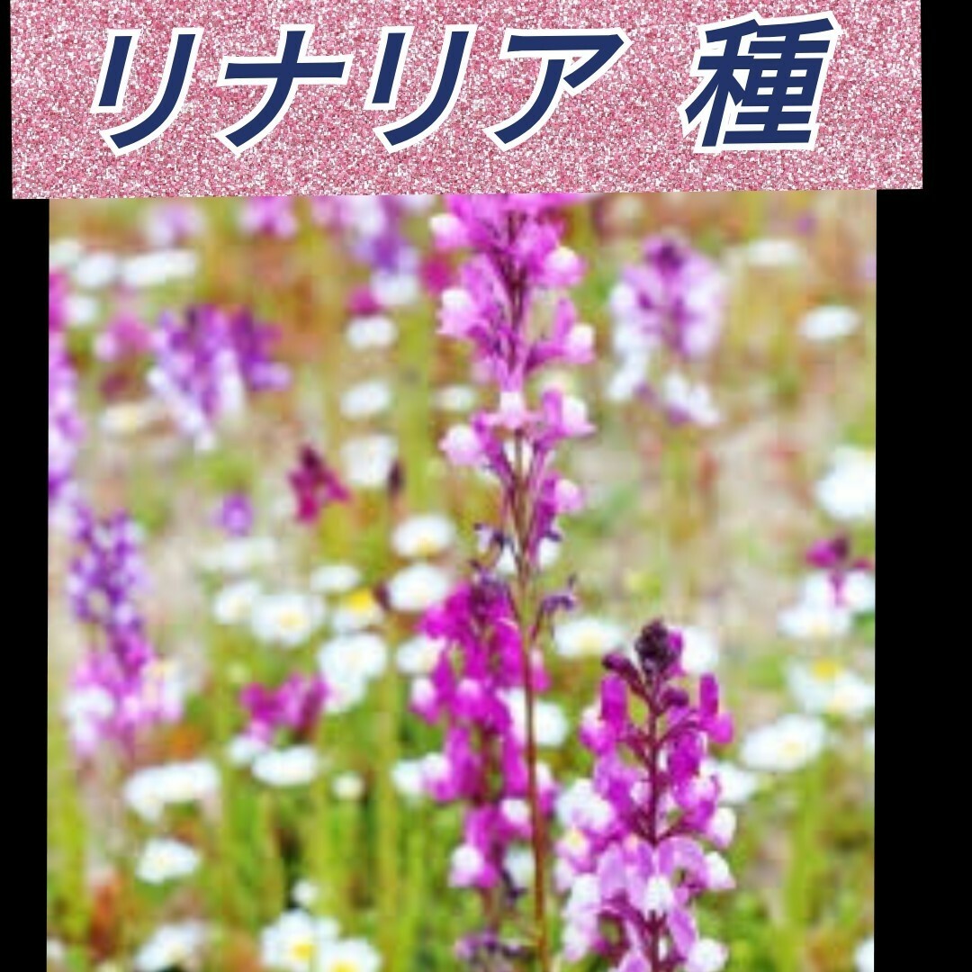 ニゲラ ブルーイスタンブール 種60粒 リナリア 花種1000粒以上 ハンドメイドのフラワー/ガーデン(プランター)の商品写真