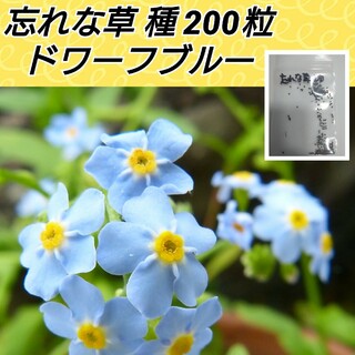忘れな草（勿忘草）ドワーフブルー 花種200粒以上(プランター)