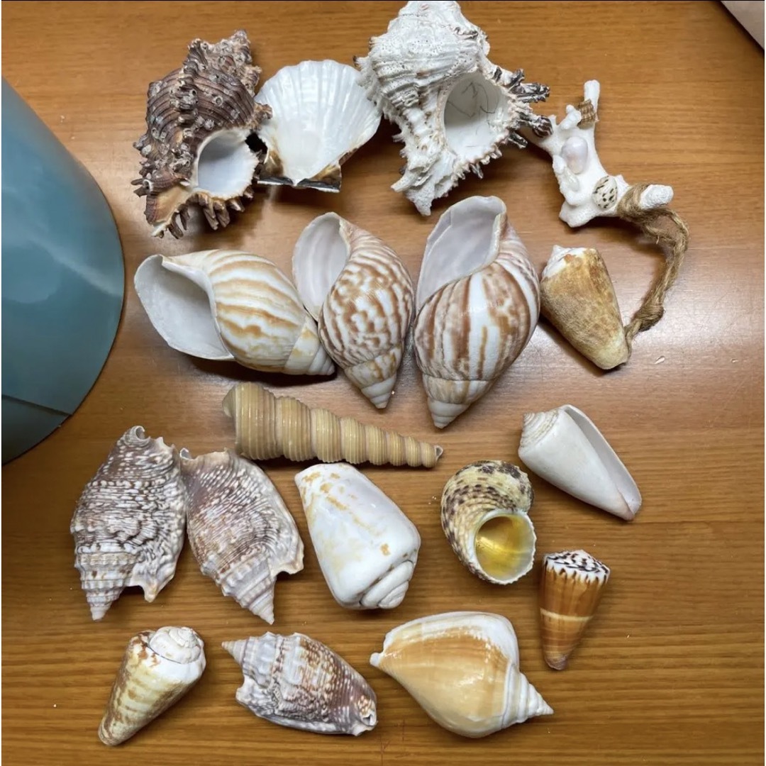 貝殻パーツ サンゴ ハンドメイド クラフト パーツ ハンドメイドの素材/材料(各種パーツ)の商品写真
