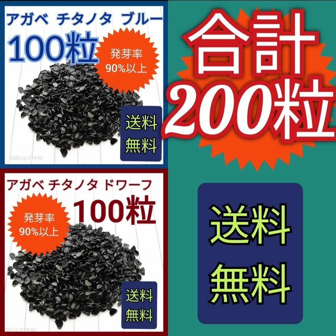 フラワー/ガーデン【特別セット価格】チタノタドワーフの種　100粒　チタノタブルーの種　100粒