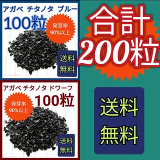 【特別セット価格】チタノタドワーフの種　100粒　チタノタブルーの種　100粒(その他)