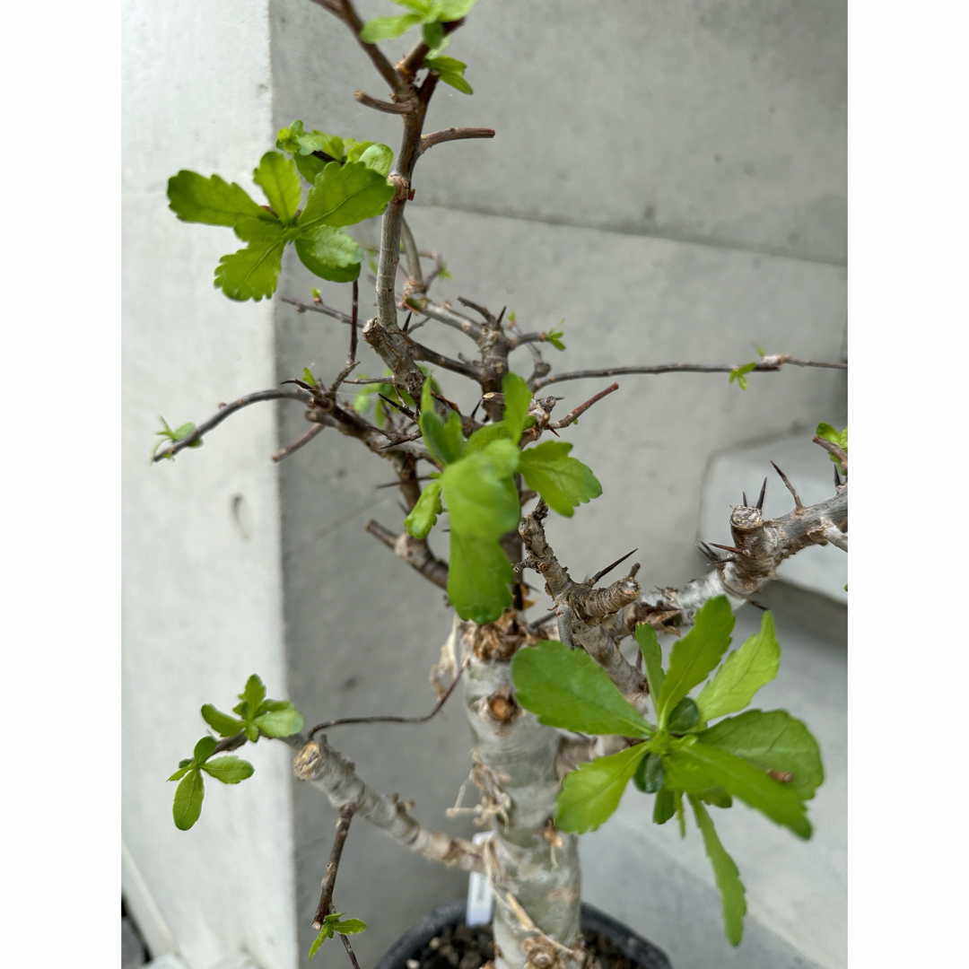 Commiphora incisa コミフォラ インシサ　灌木　コーデックス ハンドメイドのフラワー/ガーデン(プランター)の商品写真