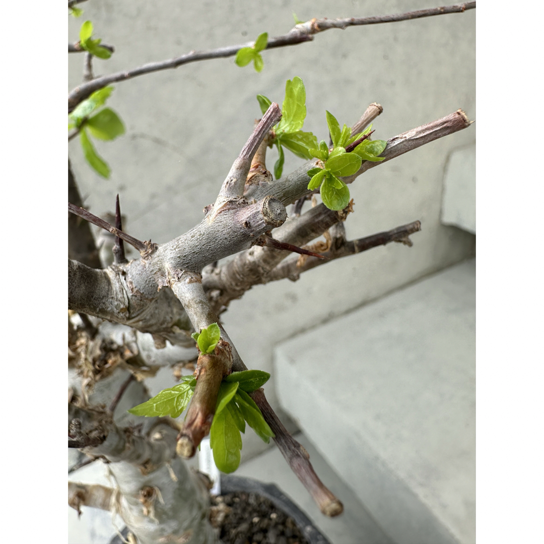 Commiphora incisa コミフォラ インシサ　灌木　コーデックス ハンドメイドのフラワー/ガーデン(プランター)の商品写真