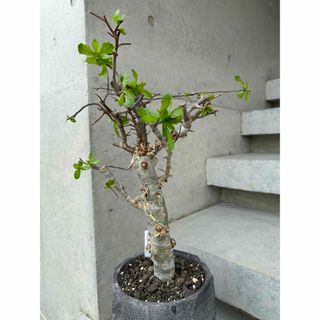 Commiphora incisa コミフォラ インシサ　灌木　コーデックス(プランター)