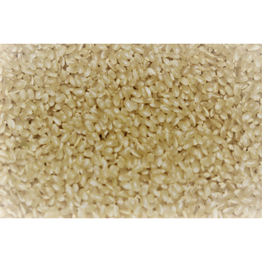 送料込み 令和5年産 高知県産 新米ヒノヒカリ 玄米20㎏(袋込み) - 米