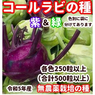 イリ様専用★コールラビ種・各250粒以上✦合計500粒以上＋スイスチャードの種(野菜)