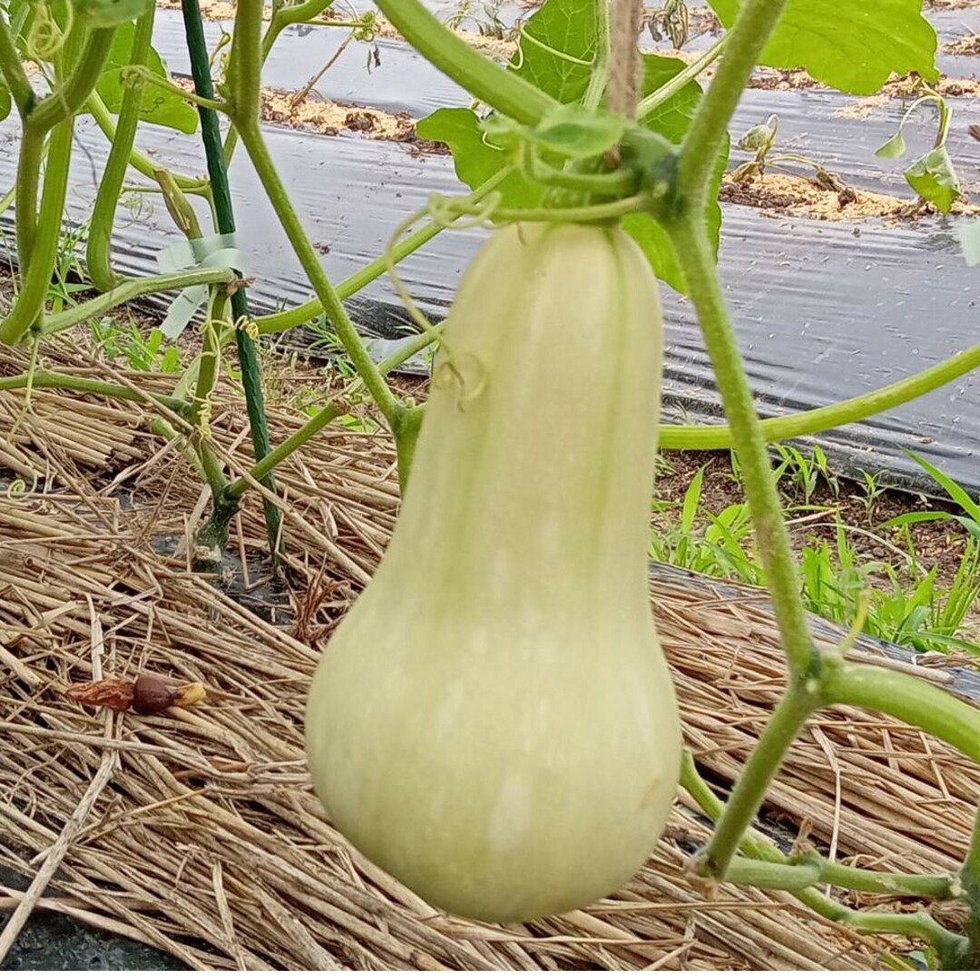 無農薬　かぼちゃ　３種類セット 4.6㎏ 食品/飲料/酒の食品(野菜)の商品写真