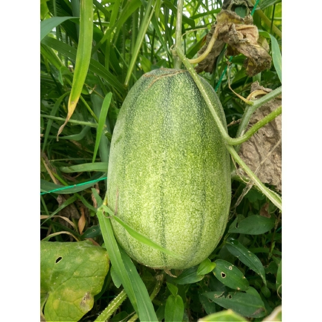 自然農法　昭和メロン（まくわうり）の固定種 食品/飲料/酒の食品(野菜)の商品写真