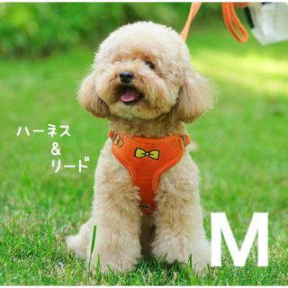 犬　ハーネス&リード　セット　M　オレンジ　リボン　蝶ネクタイ　可愛い　キュート(犬)