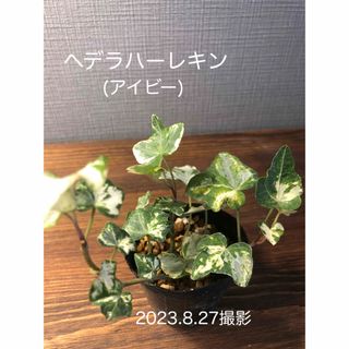 アイビー/ヘデラ/ハーレキン/観葉植物/ネコポス/発根済み(その他)