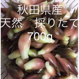 みょうが　秋田県産　天然　採りたて　700g(野菜)