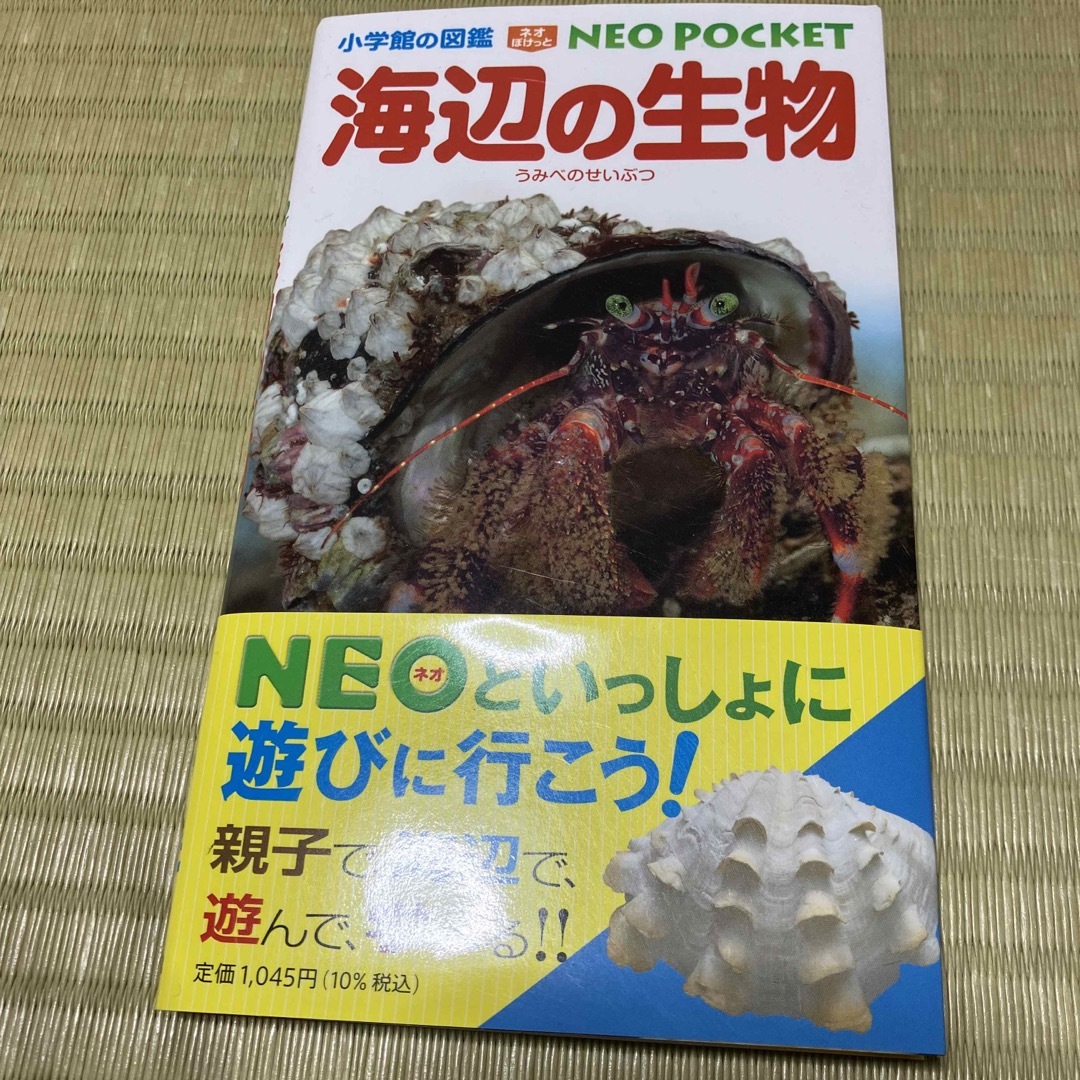 海辺の生物 エンタメ/ホビーの本(絵本/児童書)の商品写真