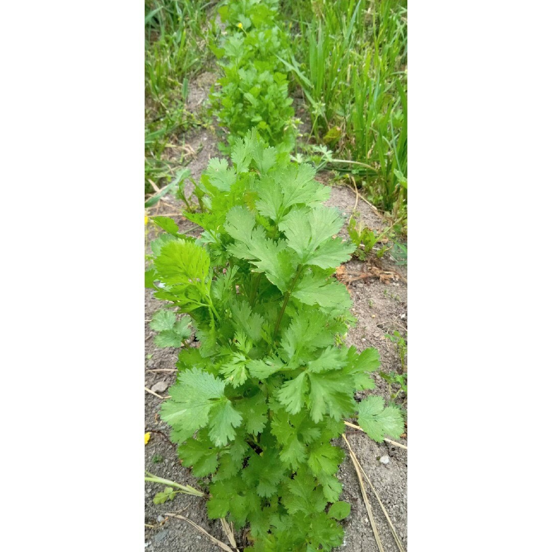 自然農法　パクチー（コリアンダー）の固定種 食品/飲料/酒の食品(野菜)の商品写真