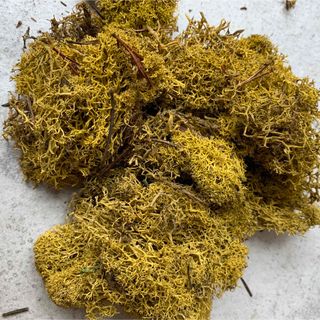 Nordic moss ノルディックモス　ライムグリーン(プリザーブドフラワー)