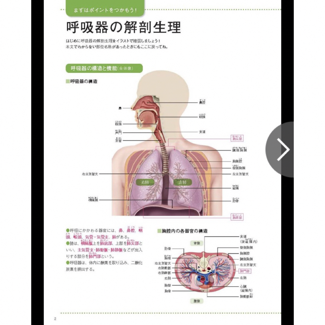 日本看護協会出版会(ニホンカンゴキョウカイシュッパンカイ)の看護につながる　解剖生理《改訂版》 エンタメ/ホビーの本(健康/医学)の商品写真