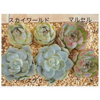 多肉植物3種セット　カット苗　エケベリア　韓国苗(その他)