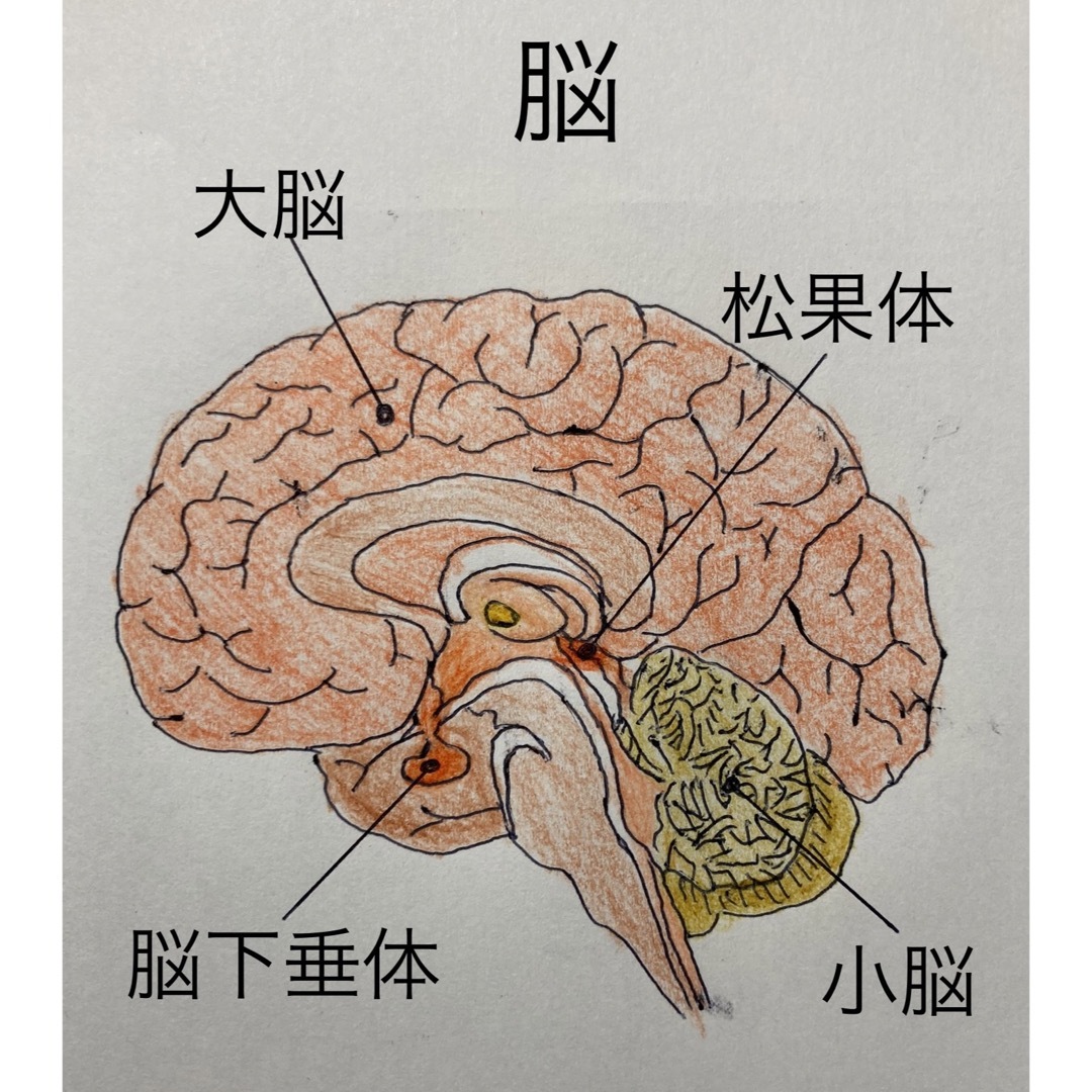 脳や血管の健やかな発育と健康維持のために！【吸収力が違う新世代オメガ３サプリ】