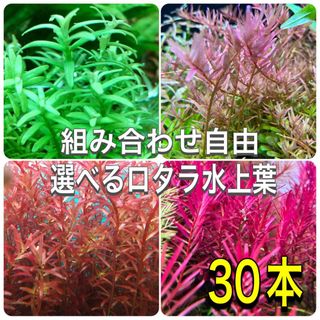 選べるロタラ水上葉4種類　30本(アクアリウム)