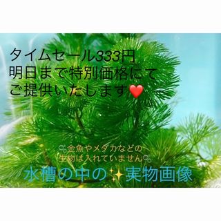 水草１４本　ボリューム感　送料込み❤️即購入可(アクアリウム)