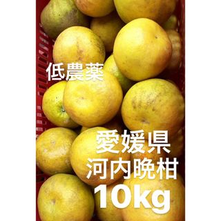 愛媛県産　低農薬　宇和ゴールド　河内晩柑　10kg(フルーツ)