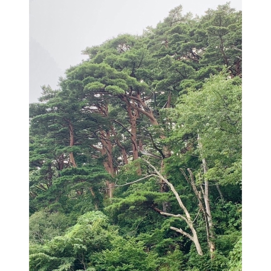 【健康素材】山岳の赤松　大容量　松葉3kg 天然松の葉 良質素材 まつの葉