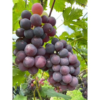 ぶどう【樹齢45年果樹】ぶどう葡萄ブドウ≪ブラックオリンピア≫【2ｋｇ】(フルーツ)