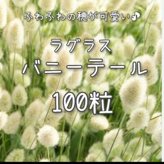 【バニーテールのタネ】100粒 種子 種 ラグラス 花 ドライフラワーにも(その他)