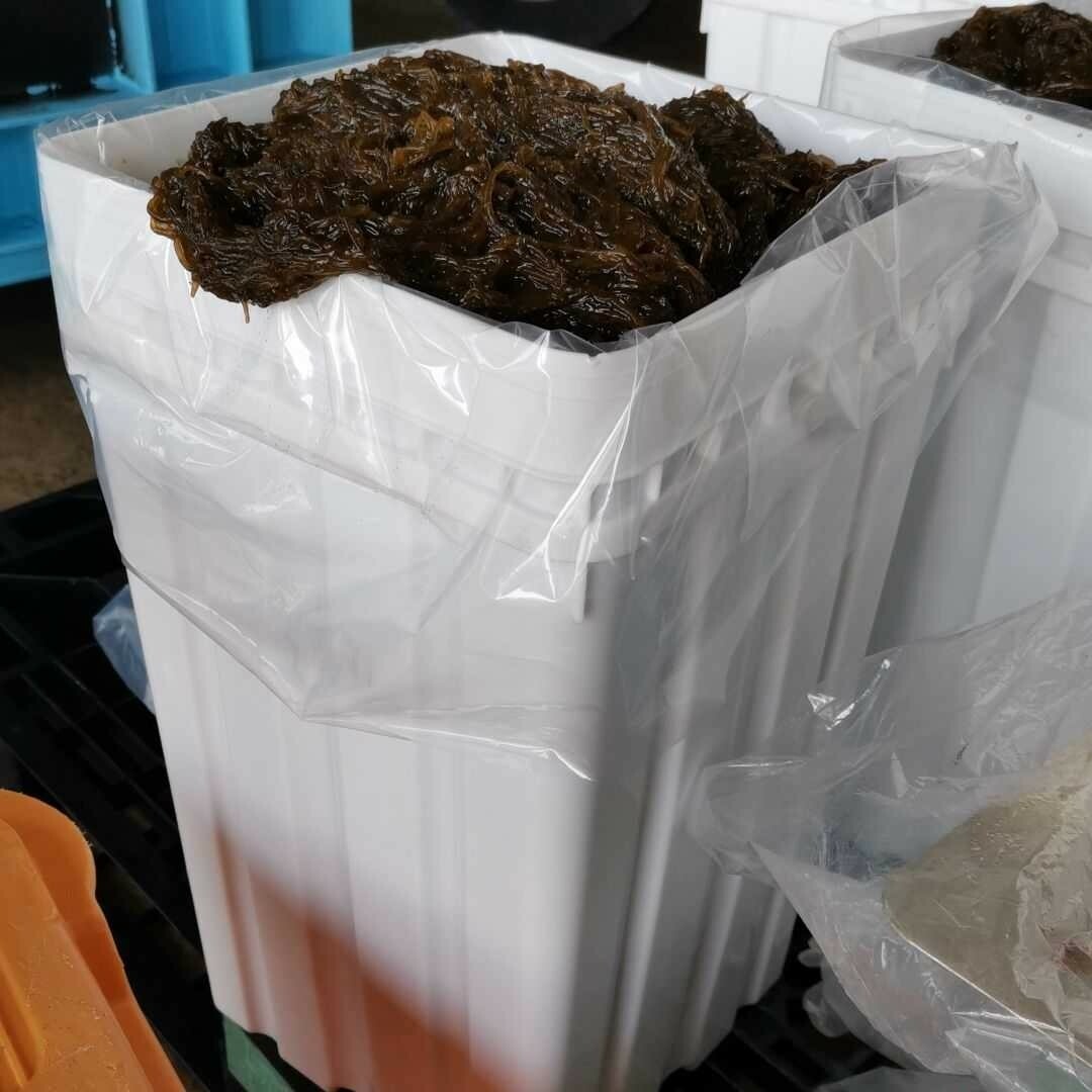 石垣島産　塩漬けもずく　一斗缶 18kg