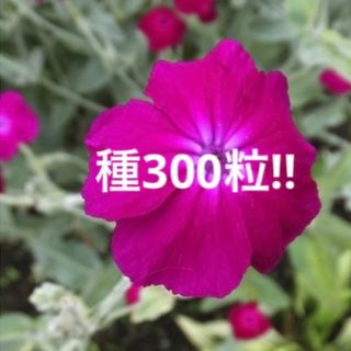 採れたて❣️リクニスコロナリア　フランネルソウ　ピンク　種300粒(プランター)