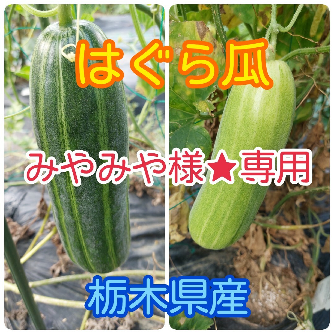 みやみや様★専用‼️栃木県産　はぐら瓜(青、白) 食品/飲料/酒の食品(野菜)の商品写真