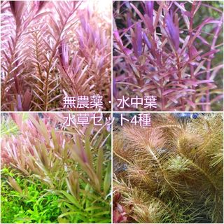 【匿名配送・水中葉】赤系水草セット4種(アクアリウム)