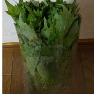 のんの様専用　青紫蘇 約1200g 新鮮 農薬不使用(野菜)