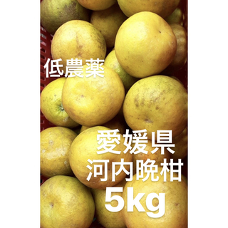 愛媛県産　低農薬　宇和ゴールド　河内晩柑　5kg(フルーツ)