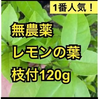 無農薬　レモンの葉　枝付120g(その他)