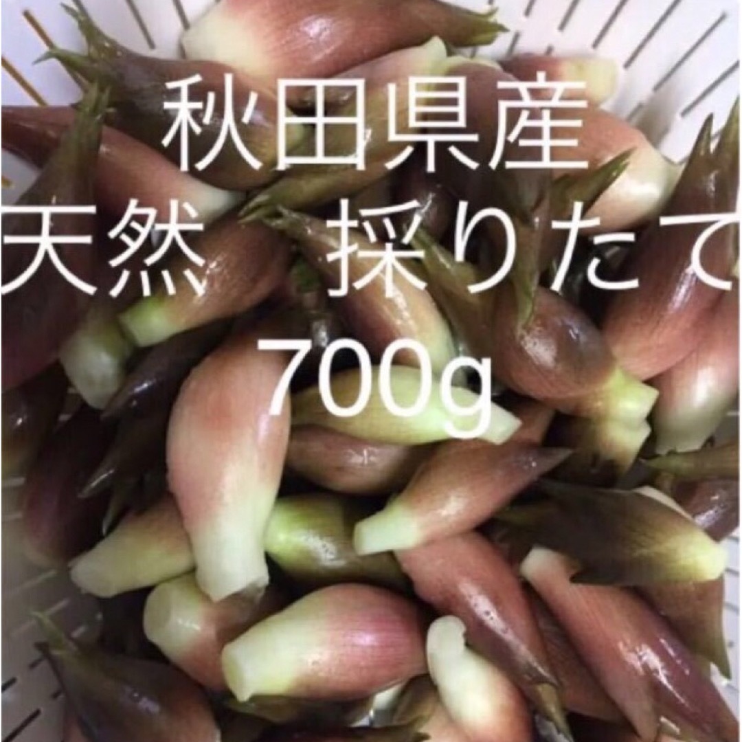 みょうが　秋田県産　天然　採りたて　700g 食品/飲料/酒の食品(野菜)の商品写真