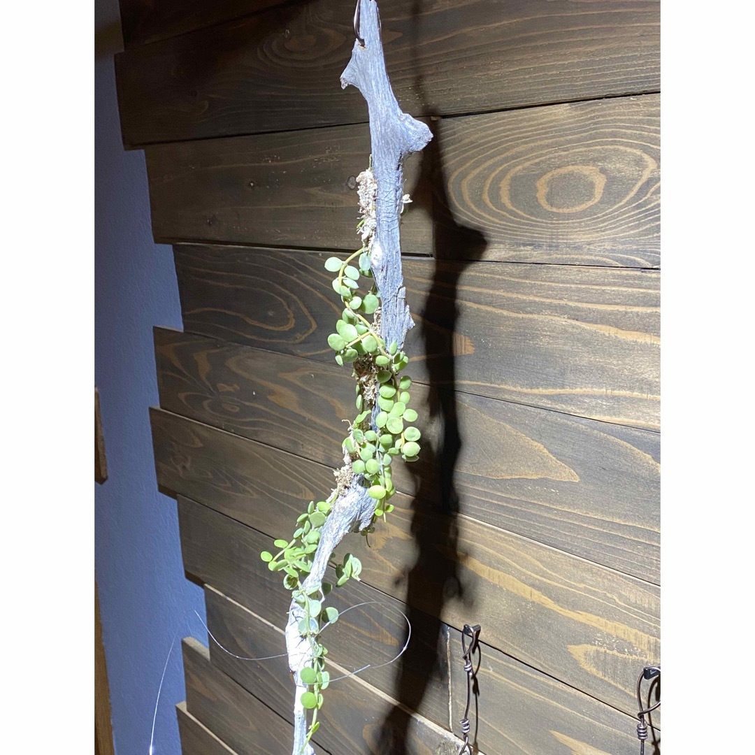 ディスキディア ヌンムラリア 板付け 流木 ビカクシダ ハンドメイドのフラワー/ガーデン(その他)の商品写真
