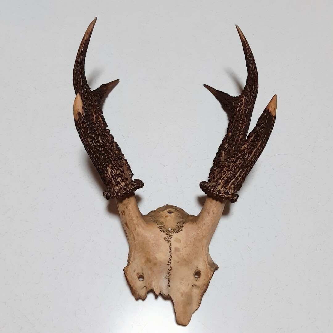 鹿の角 一部 頭蓋骨付き 刀置き 木刀置き　壁掛け 　オブジェ