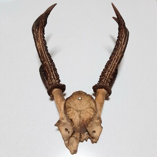 鹿の角 一部 頭蓋骨付き 刀置き 木刀置き　壁掛け 　オブジェ
